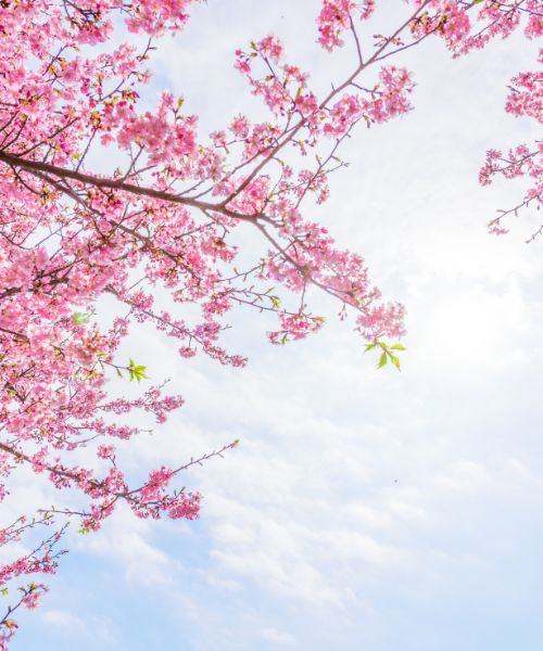 Giappone Hanami_ Rail Adventure