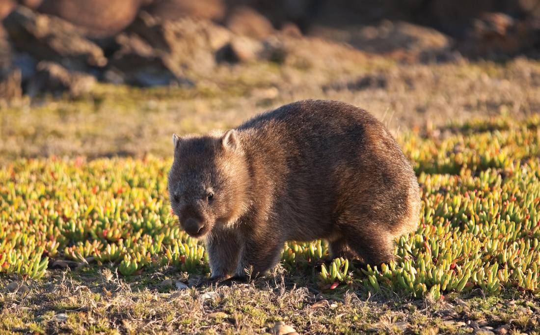 Wombat-Tarkine-Tasmania-1167601-1100px