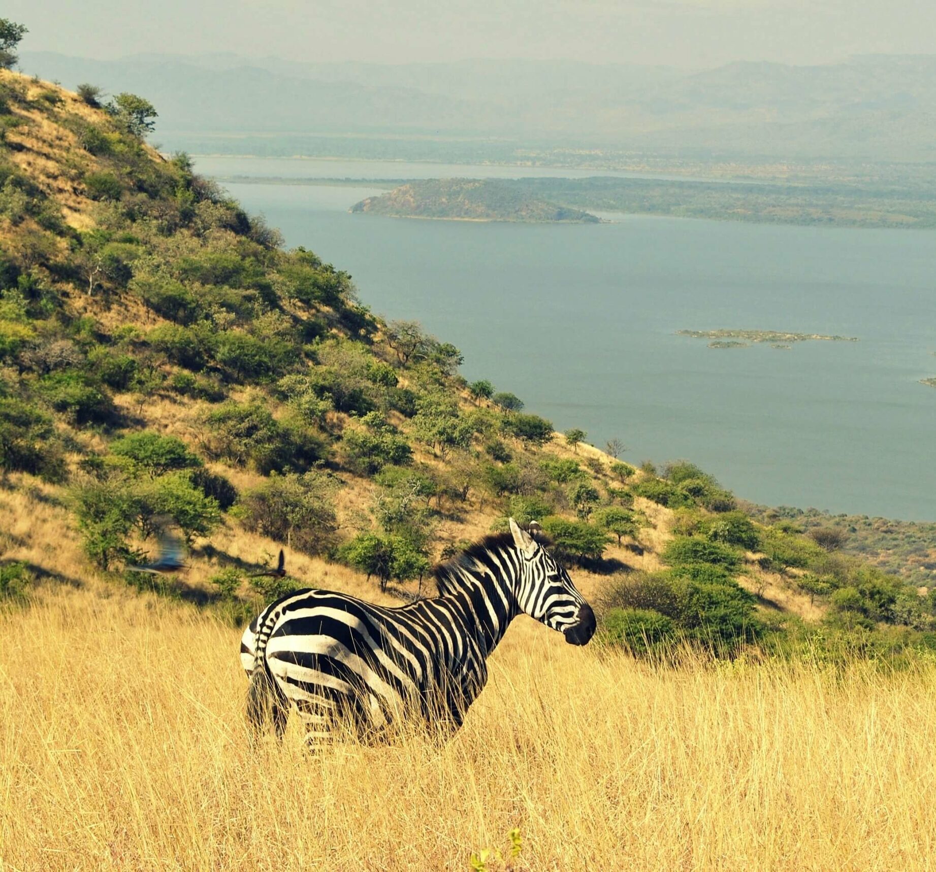 ZEBRA-II-1-scaled