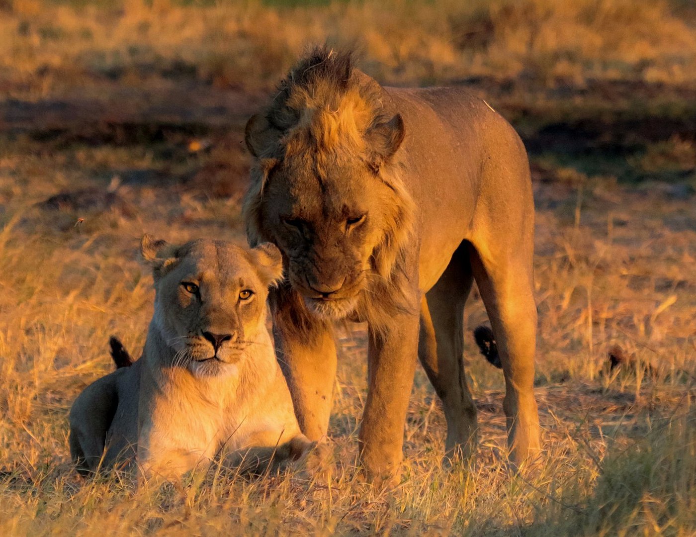 amazing-lions