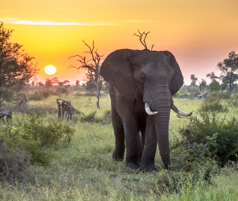 African Elephant walking at sunrise