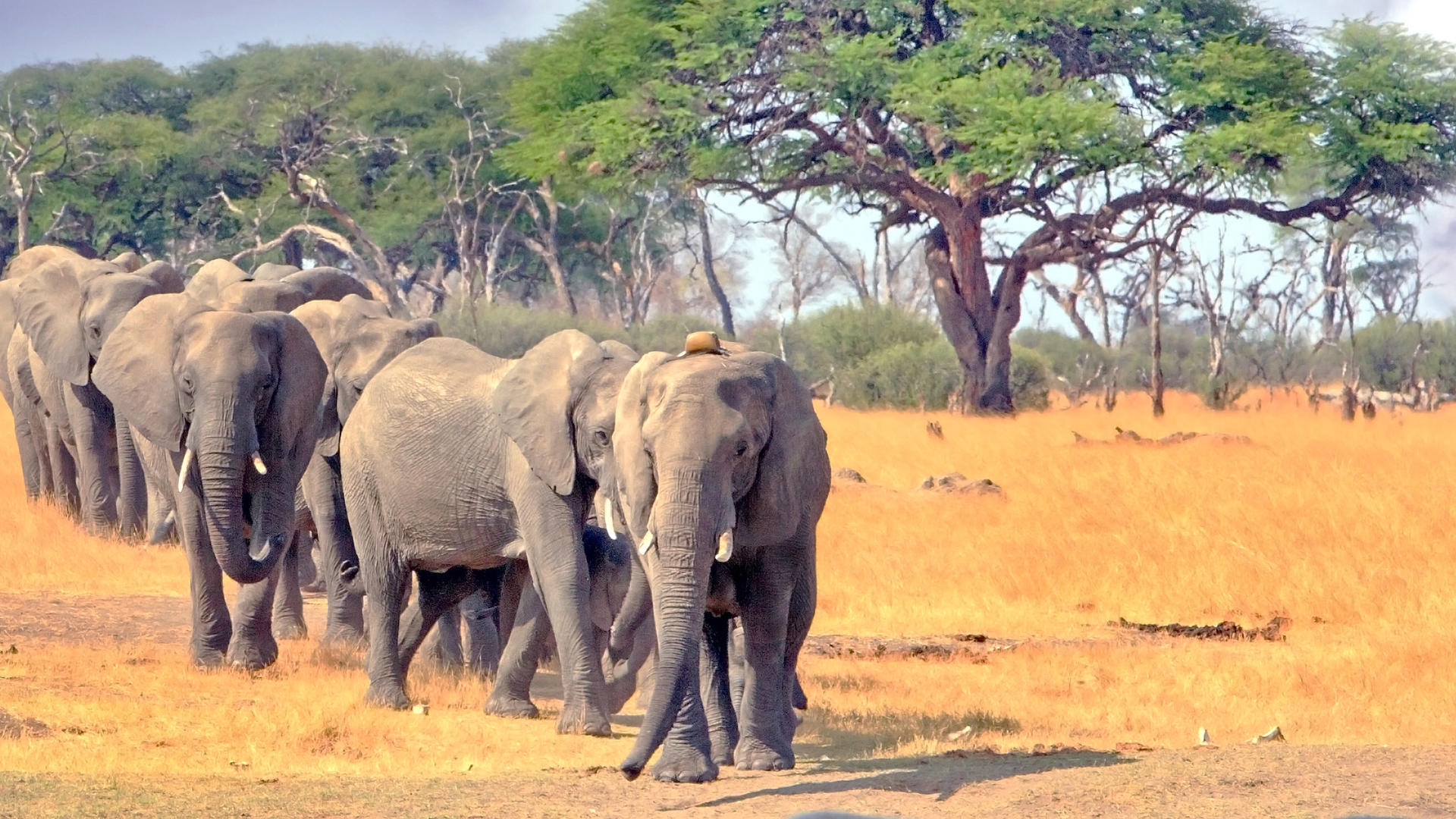 southern_hwange_national_park-shutterstock-517437763