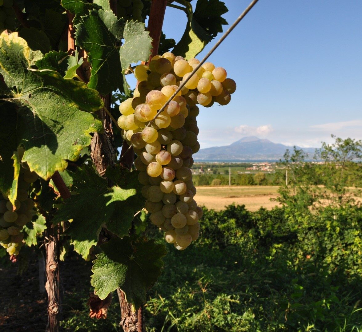 05-lugana-2-fra-vigneti-bresciani-alla-scoperta-franciacorta